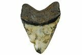Fossil Megalodon Tooth - North Carolina #378021-2